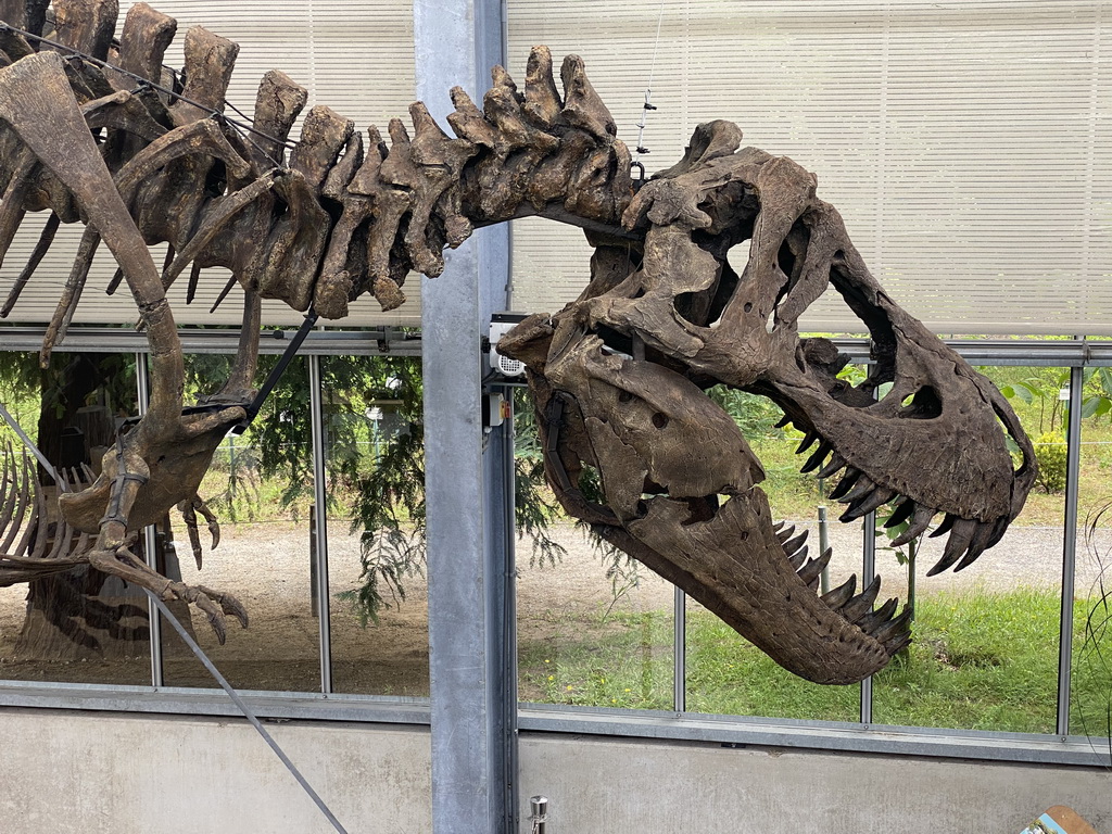 Skeleton of the Tyrannosaurus Rex `Sue` at the Lower Floor of the Dinohal building of the Oertijdmuseum, viewed from the Middle Floor