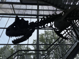 Skeleton of the Tyrannosaurus Rex `Sue` at the Lower Floor of the Dinohal building of the Oertijdmuseum