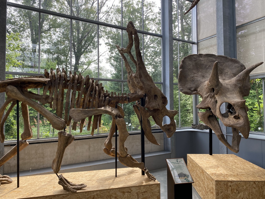 Skeleton and skull of a Chasmosaurus at the Lower Floor of the Dinohal building of the Oertijdmuseum, with explanation