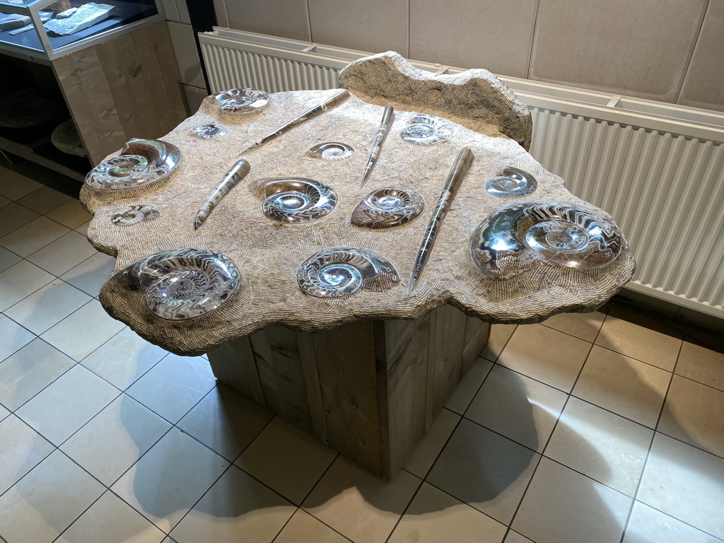 Fossils at the Lower Floor of the Museum building of the Oertijdmuseum