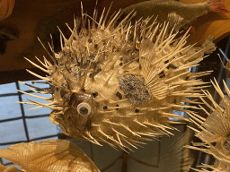 Stuffed Pufferfish at the shop at the Lower Floor of the Museum building of the Oertijdmuseum
