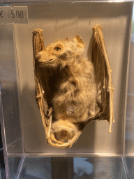 Stuffed Bat at the shop at the Lower Floor of the Museum building of the Oertijdmuseum