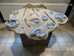 Fossils of Ammonites and shells at the Lower Floor of the Museum building of the Oertijdmuseum