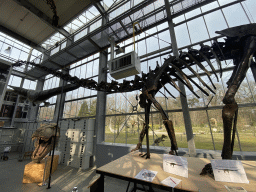 Skeleton of a new dinosaur species at the Lower Floor of the Dinohal building of the Oertijdmuseum, with explanation