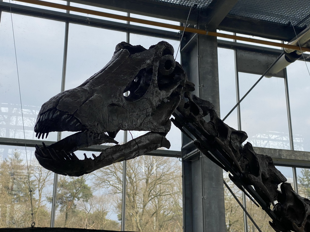 Head of the skeleton of a new dinosaur species at the Lower Floor of the Dinohal building of the Oertijdmuseum, viewed from the Middle Floor