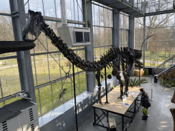 Skeleton of a new dinosaur species at the Lower Floor of the Dinohal building of the Oertijdmuseum, viewed from the Middle Floor