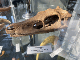 Velociraptor skull at the Middle Floor of the Dinohal building of the Oertijdmuseum, with explanation