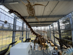 Interior of the Lower Floor of the Dinohal building of the Oertijdmuseum, viewed from the Middle Floor