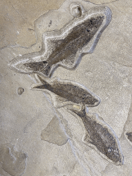 Fish fossils at the Upper Floor of the Museum Building of the Oertijdmuseum