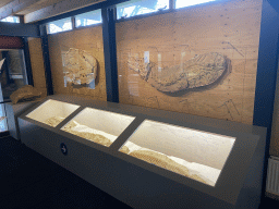 Dinosaur fossils at the Upper Floor of the Museum Building of the Oertijdmuseum