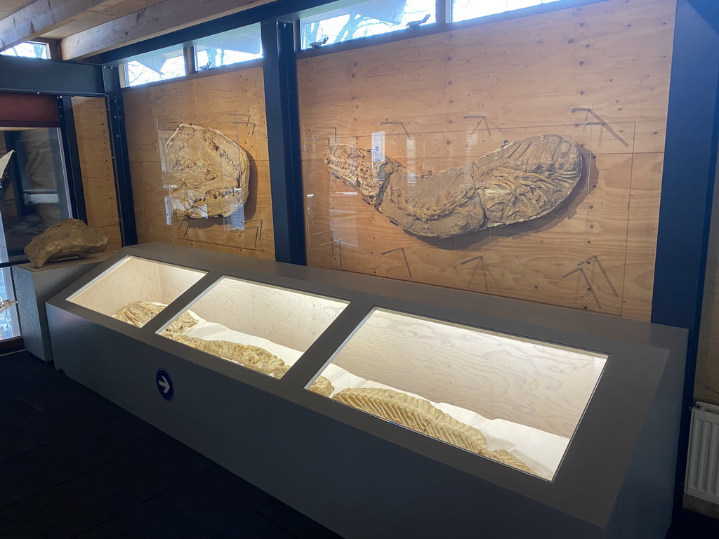 Dinosaur fossils at the Upper Floor of the Museum Building of the Oertijdmuseum
