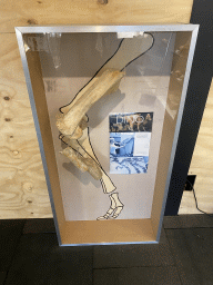 Dinosaur bones at the Upper Floor of the Museum Building of the Oertijdmuseum, with explanation