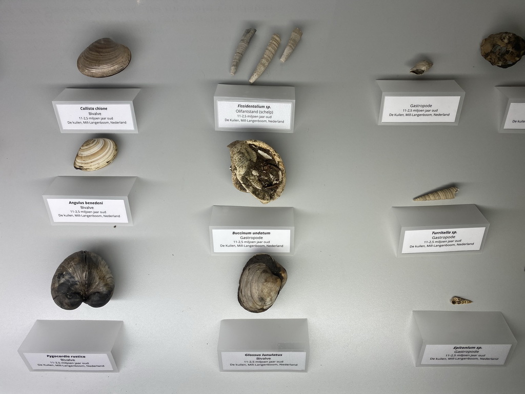 Fossilized shells at the Upper Floor of the Museum Building of the Oertijdmuseum, with explanation