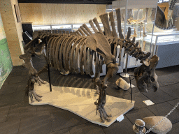 Skeleton of a Woolly Rhinoceros at the Upper Floor of the Museum Building of the Oertijdmuseum, with explanation