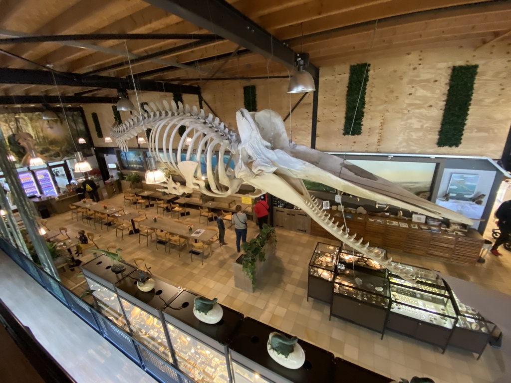 Skeleton of Casper the Sperm Whale above the restaurant at the Lower Floor of the Museum Building of the Oertijdmuseum, viewed from the Upper Floor