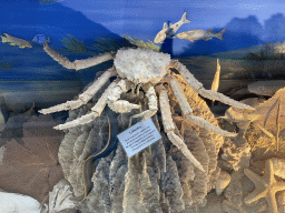 Stuffed Lithodes crab at the walkway from the Upper Floor to the Lower Floor at the Museum Building of the Oertijdmuseum, with explanation