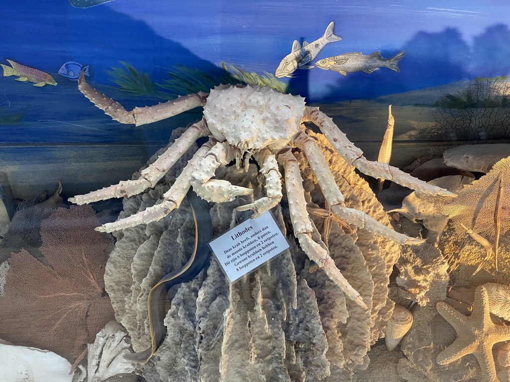 Stuffed Lithodes crab at the walkway from the Upper Floor to the Lower Floor at the Museum Building of the Oertijdmuseum, with explanation