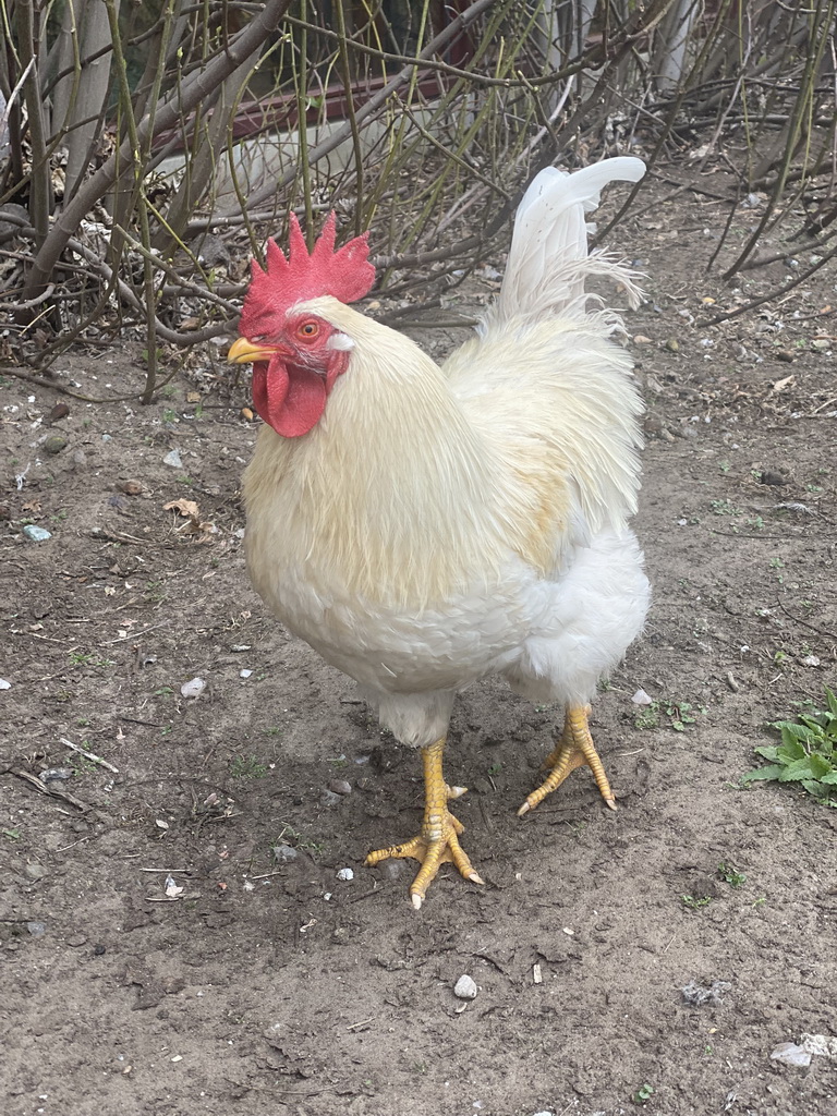 Chicken in the Garden of the Oertijdmuseum