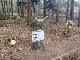 Statues of Deinonychuses in the Oertijdwoud forest of the Oertijdmuseum, with explanation