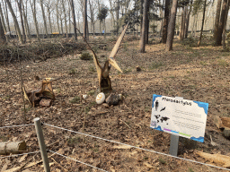 Statues of Pterodactyluses in the Oertijdwoud forest of the Oertijdmuseum, with explanation