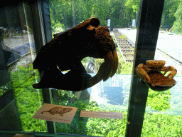 Skeleton of a Giant Beaver, with explanation and a stuffed Crab at the Upper Floor of the Museum Building of the Oertijdmuseum