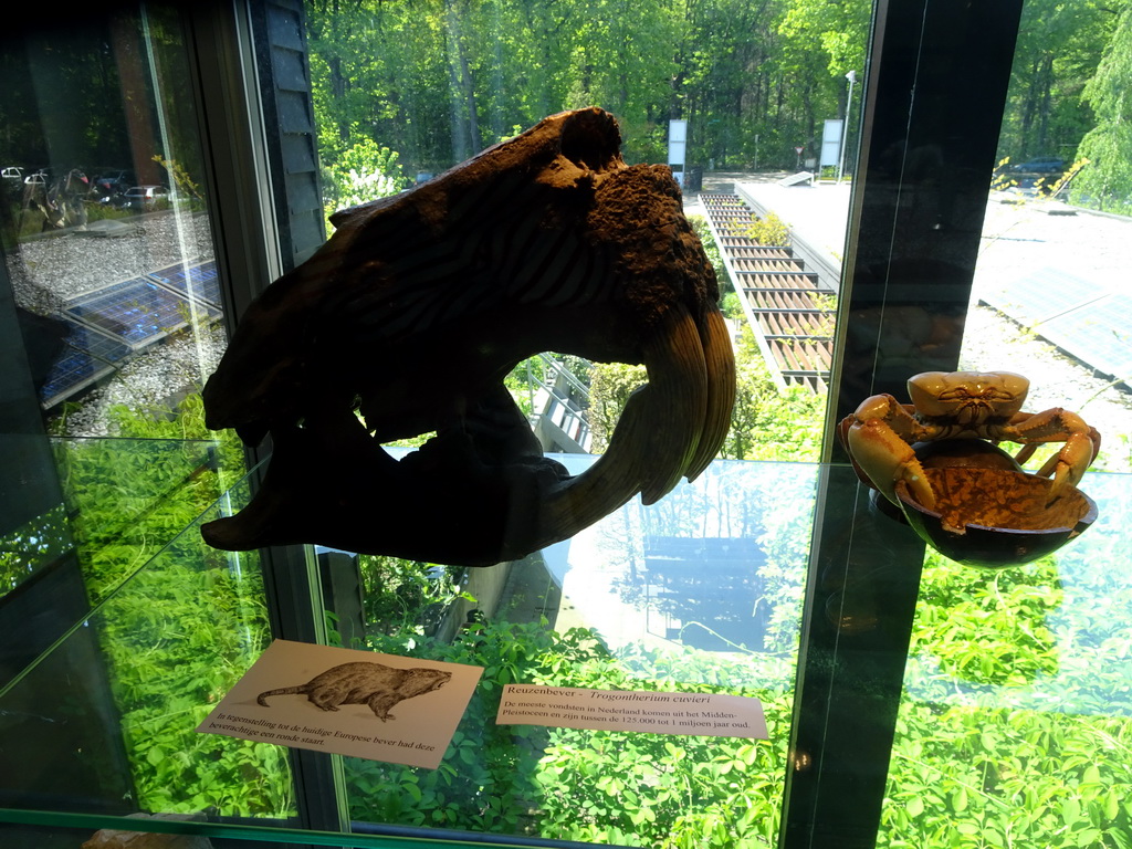 Skeleton of a Giant Beaver, with explanation and a stuffed Crab at the Upper Floor of the Museum Building of the Oertijdmuseum