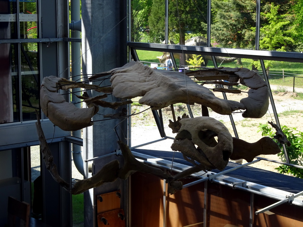 Skeleton of the prehistoric sea turtle Allopleuron hofmanni at the Middle Floor of the Dinohal building of the Oertijdmuseum