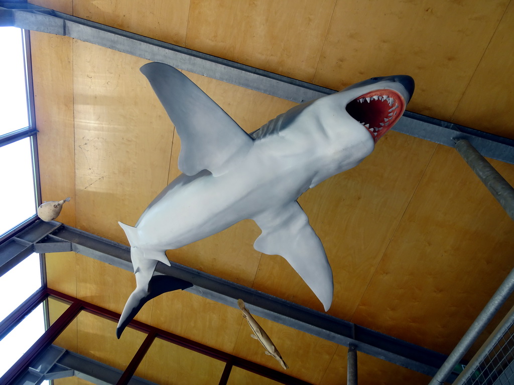 Stuffed Shark hanging on the ceiling of the hallway from the Museum building to the Dinohal building of the Oertijdmuseum