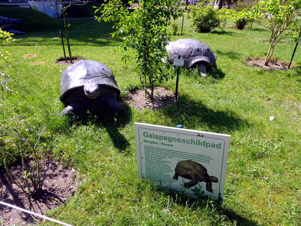 Statues of Galapagos Tortoises in the Garden of the Oertijdmuseum, with explanation