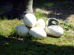 Statues of Diplodocus eggs in the Garden of the Oertijdmuseum