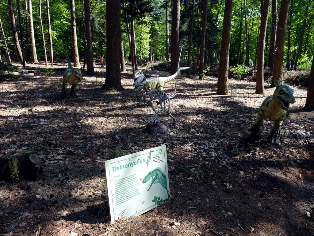 Statues of Deinonychuses in the Oertijdwoud forest of the Oertijdmuseum, with explanation