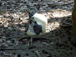 Statues of Triceratops eggs in the Oertijdwoud forest of the Oertijdmuseum