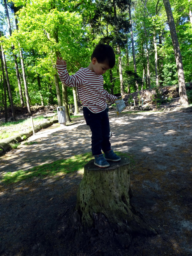 Max on top of a tree trunk in the Oertijdwoud forest of the Oertijdmuseum