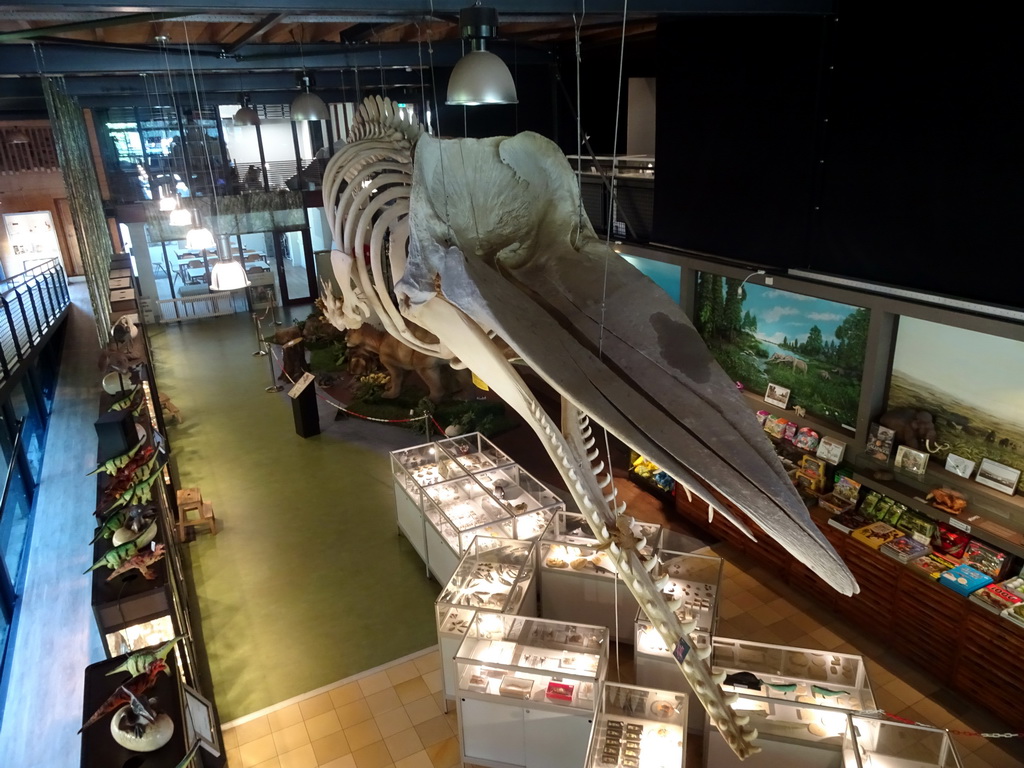 Skeleton of Casper the Sperm Whale above the Lower Floor of the Museum Building of the Oertijdmuseum, viewed from the Upper Floor