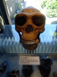 Skull of the `Peking Man` at the Upper Floor of the Museum Building of the Oertijdmuseum, with explanation