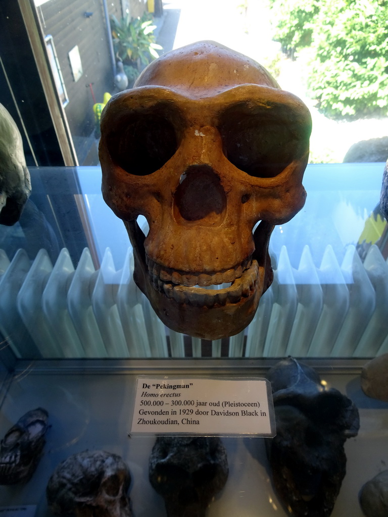 Skull of the `Peking Man` at the Upper Floor of the Museum Building of the Oertijdmuseum, with explanation