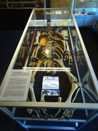 Skeleton of a Cave Bear at the Upper Floor of the Museum Building of the Oertijdmuseum, with explanation