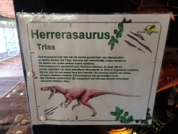 Explanation on the Herrerasaurus at the Upper Floor of the Museum Building of the Oertijdmuseum