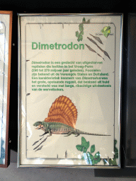 Explanation on the Dimetrodon at the Lower Floor of the Dinohal building of the Oertijdmuseum