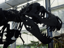 Skull of the Tyrannosaurus Rex `Stan` at the Lower Floor of the Dinohal building of the Oertijdmuseum