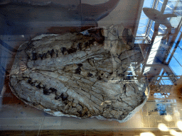 Skull of a Mosasaurus at the Lower Floor of the Dinohal building of the Oertijdmuseum, with newspaper article