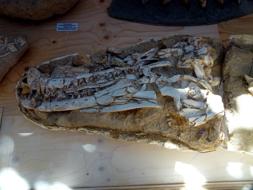 Skull of a Mosasaurus at the Lower Floor of the Dinohal building of the Oertijdmuseum, with explanation