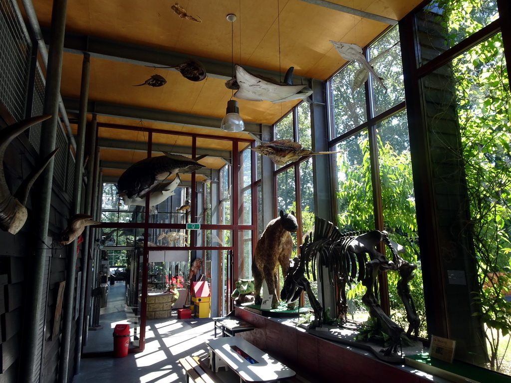 Interior of the the hallway from the Dinohal building to the Museum building of the Oertijdmuseum