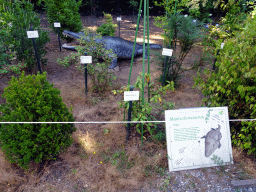 Statue of a Mastodonsaurus in the Garden of the Oertijdmuseum, with explanation