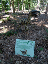 Statue of a Velociraptor in the Oertijdwoud forest of the Oertijdmuseum, with explanation