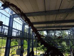 Skeleton of a Brachiosaurus in the Dinohal building of the Oertijdmuseum, viewed from the Upper Floor