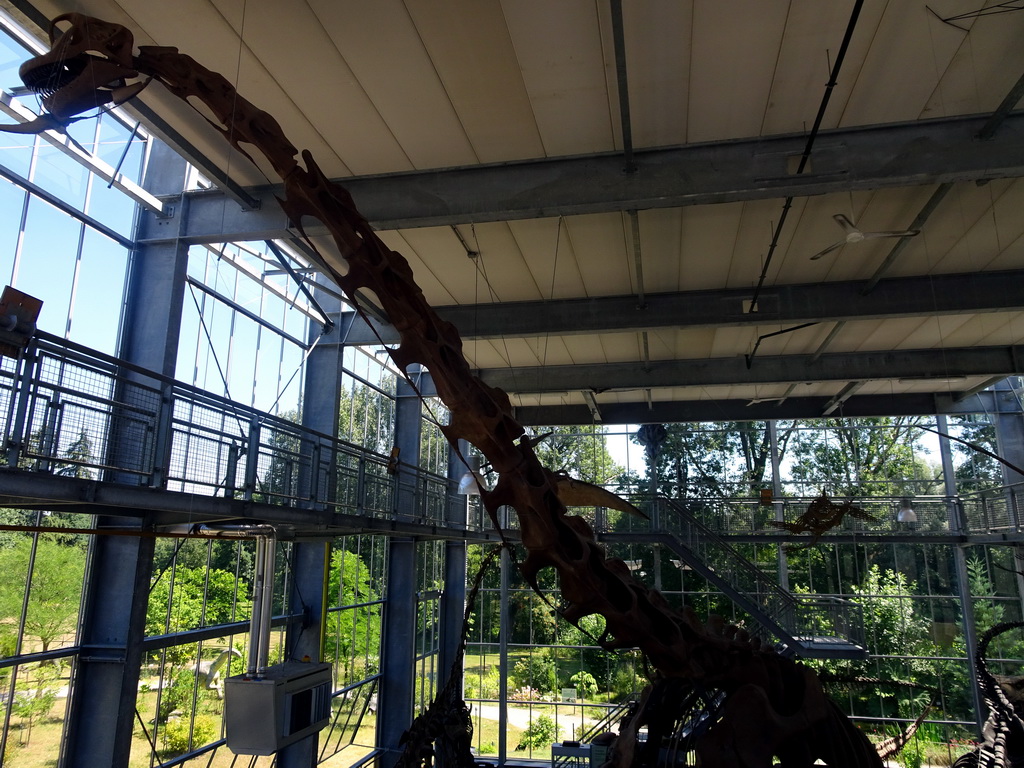 Skeleton of a Brachiosaurus in the Dinohal building of the Oertijdmuseum, viewed from the Upper Floor