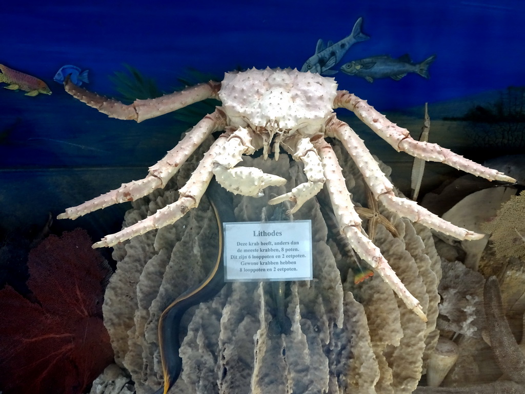 Stuffed Lithodes crab at the walkway from the Lower Floor to the Upper Floor at the Museum Building of the Oertijdmuseum, with explanation