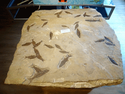 Freshwater limestone with fossilized fish at the Upper Floor at the Museum Building of the Oertijdmuseum, with explanation