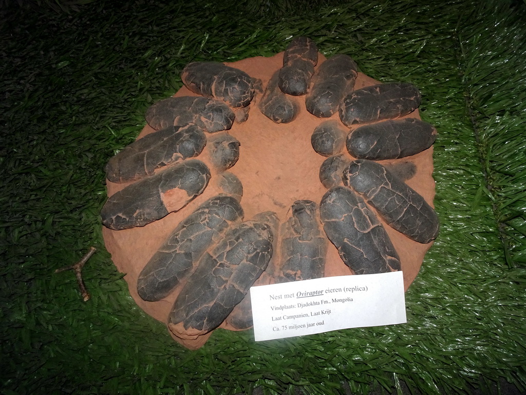 Statues of Oviraptor eggs at the Upper Floor at the Museum Building of the Oertijdmuseum, with explanation